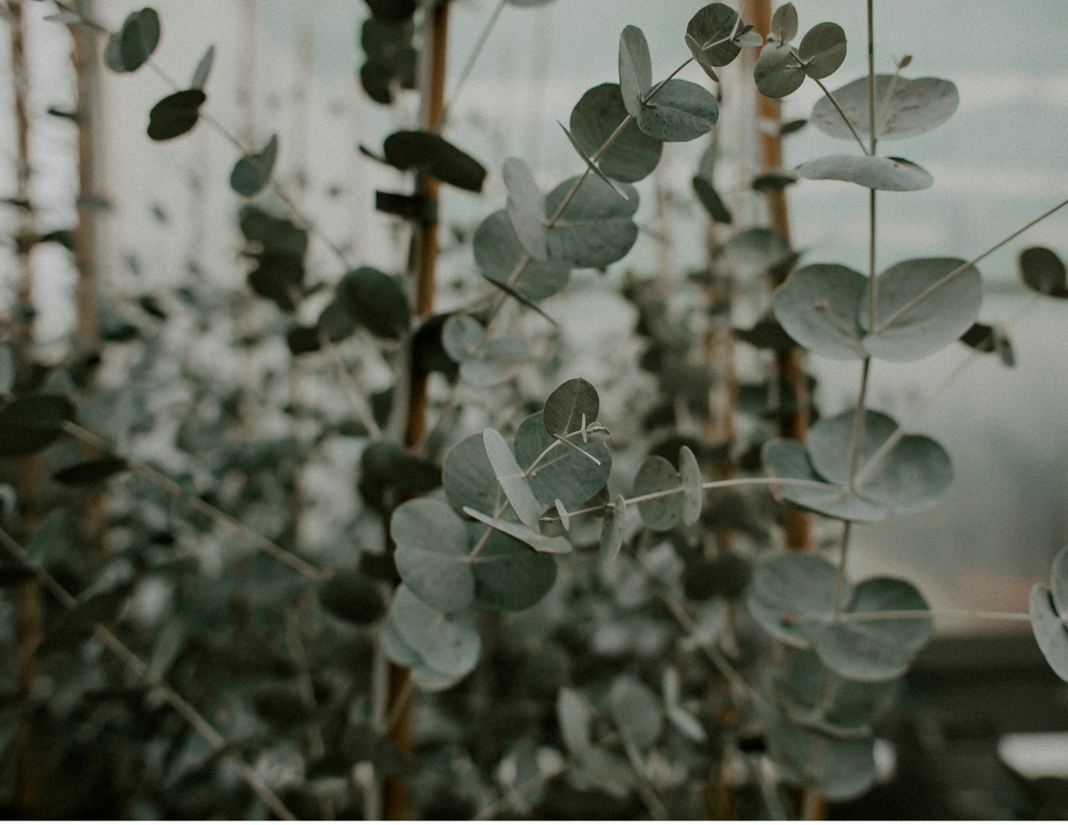 eucalyptus plant
