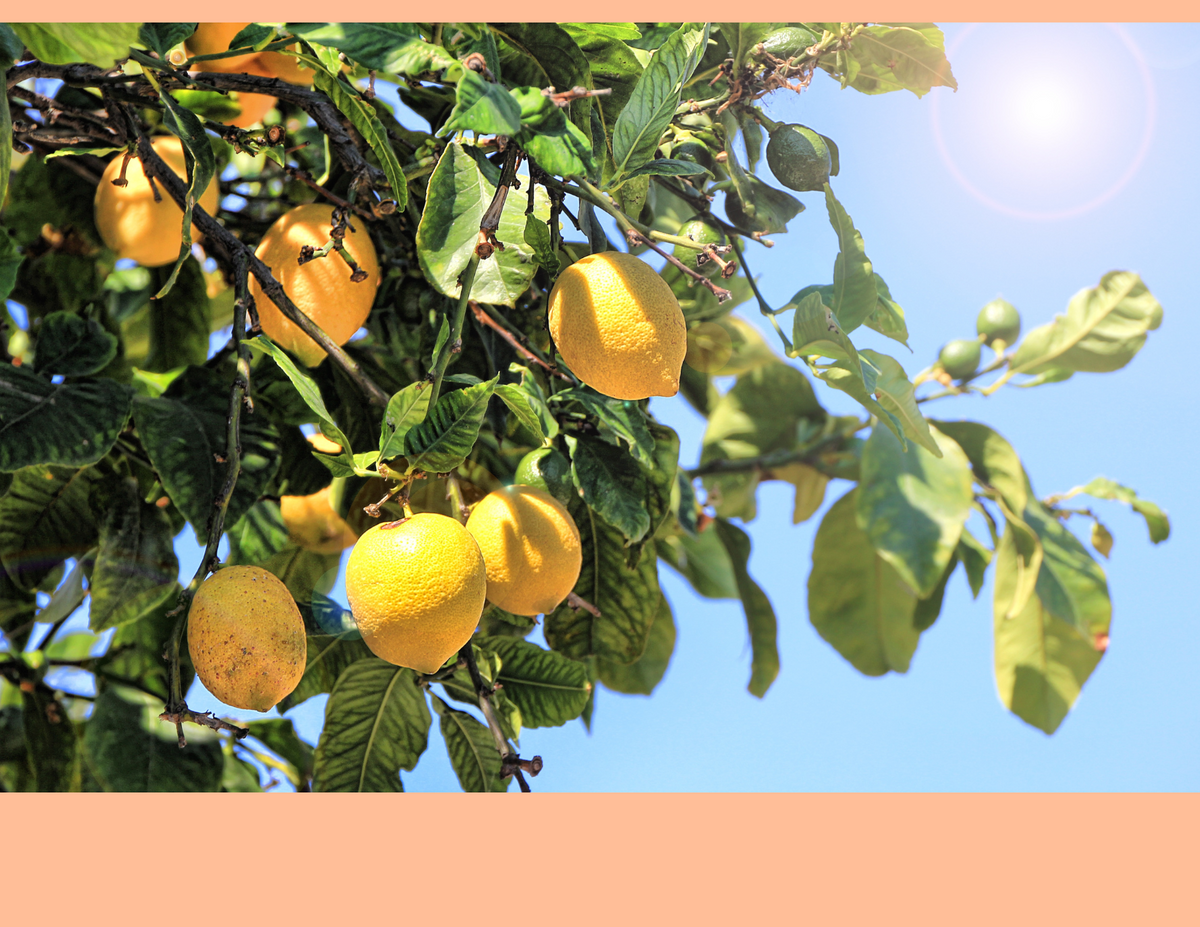 lemon tree
