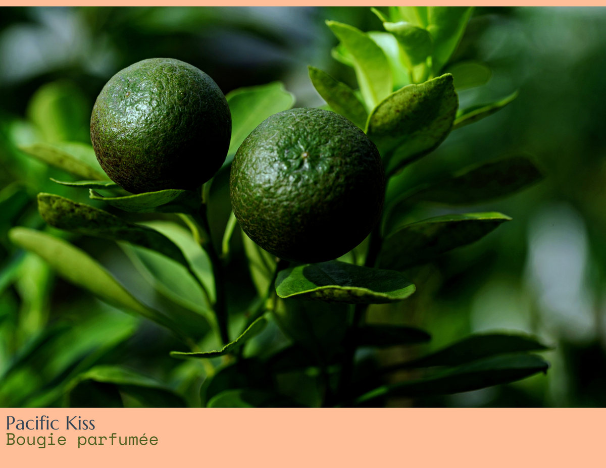 citrus fruit, front